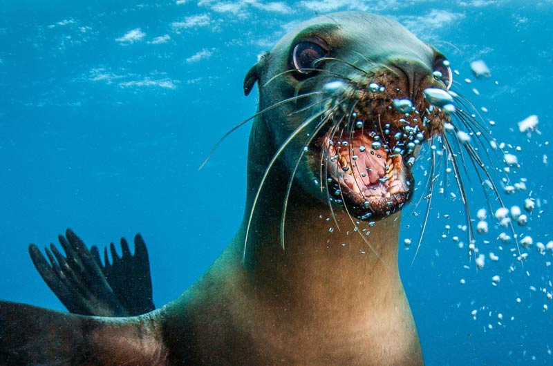 Playful sea lion pups in the Sea of Cortez!