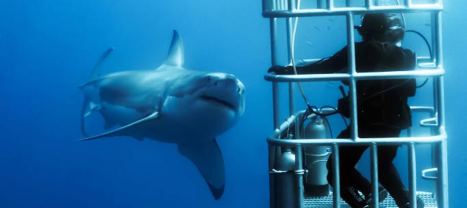 Guadalupe island shark diving