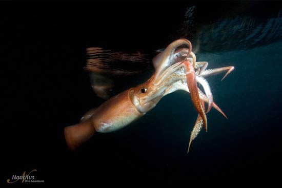 Humboldt Squid at Bahia de Los Angeles