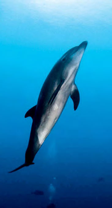 Playfull Bottlenose Dolphin