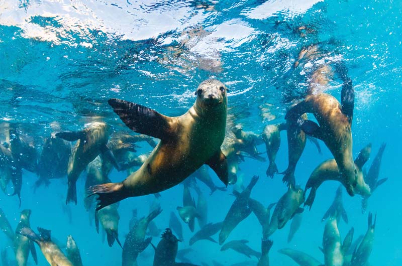 Dive with sea lions at Cabo Pulmo