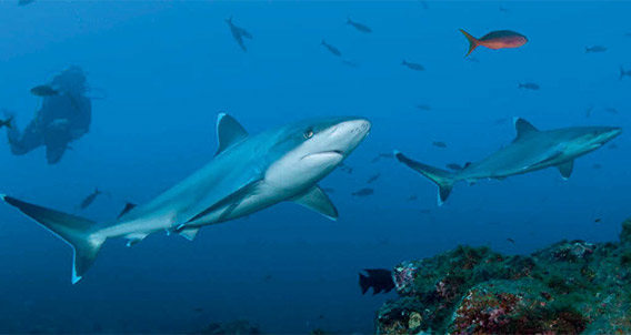 Silvertip sharks