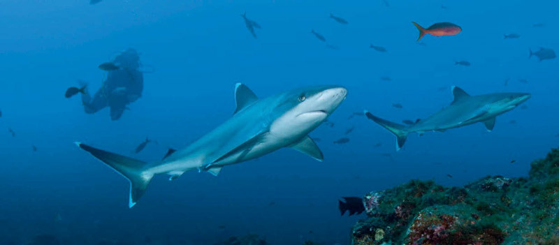 Silvertip sharks, Sea of Cortez