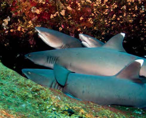 Whitetips resting at Roca Partida, part of the shark Highway