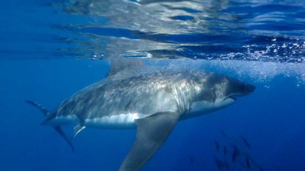 Great White Pupping Ground Discovered 