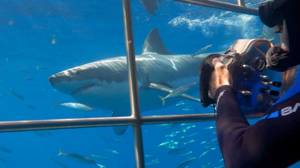 Great white shark - vulnerable predator - Nautilus Adventures