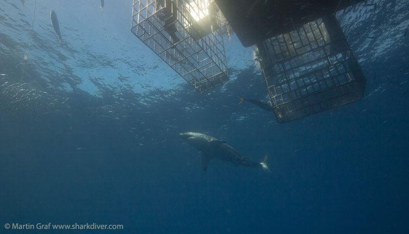 Submersible cage  at Guadalupe - Martin Graf