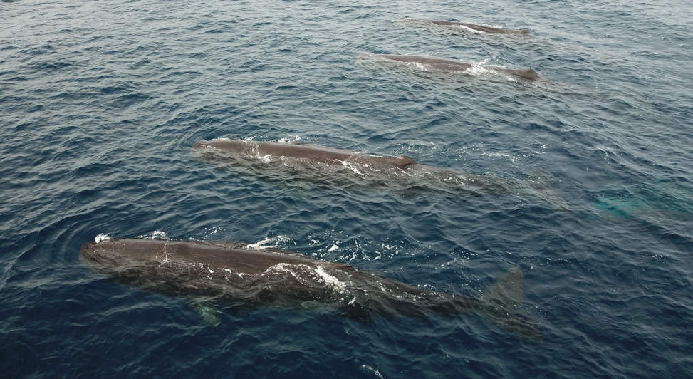Sperm Whales in the sea of Cortez