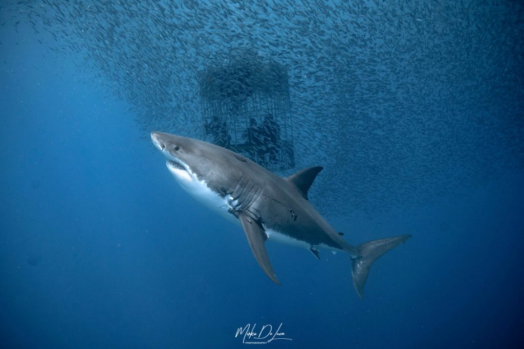 Great White Sharks  eyes are blue