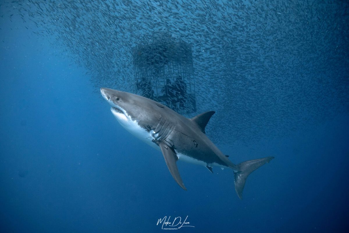 Guadalupe Great White Sharks Eyes are Blue - Nautilus Adventures