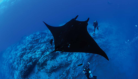 Giant manta ray floats above a diver near a rock cliff