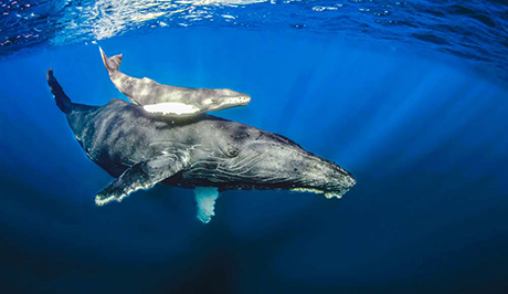 Humpback whale, calf, and diver