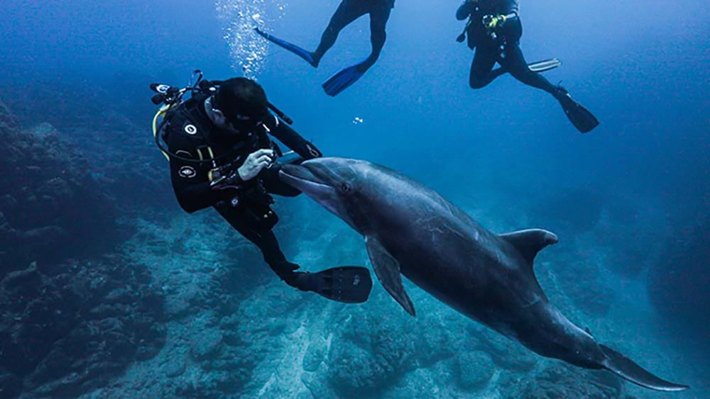 Dolphin encounter at Revillagigedo Archippelago