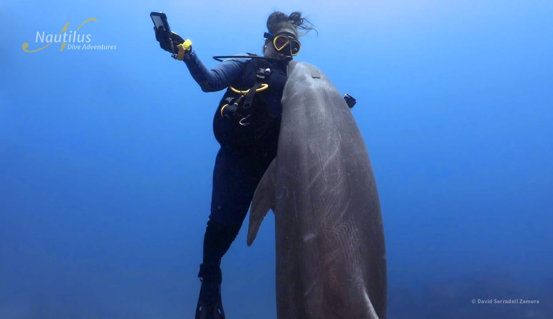 Friendly dolphin interact with diver