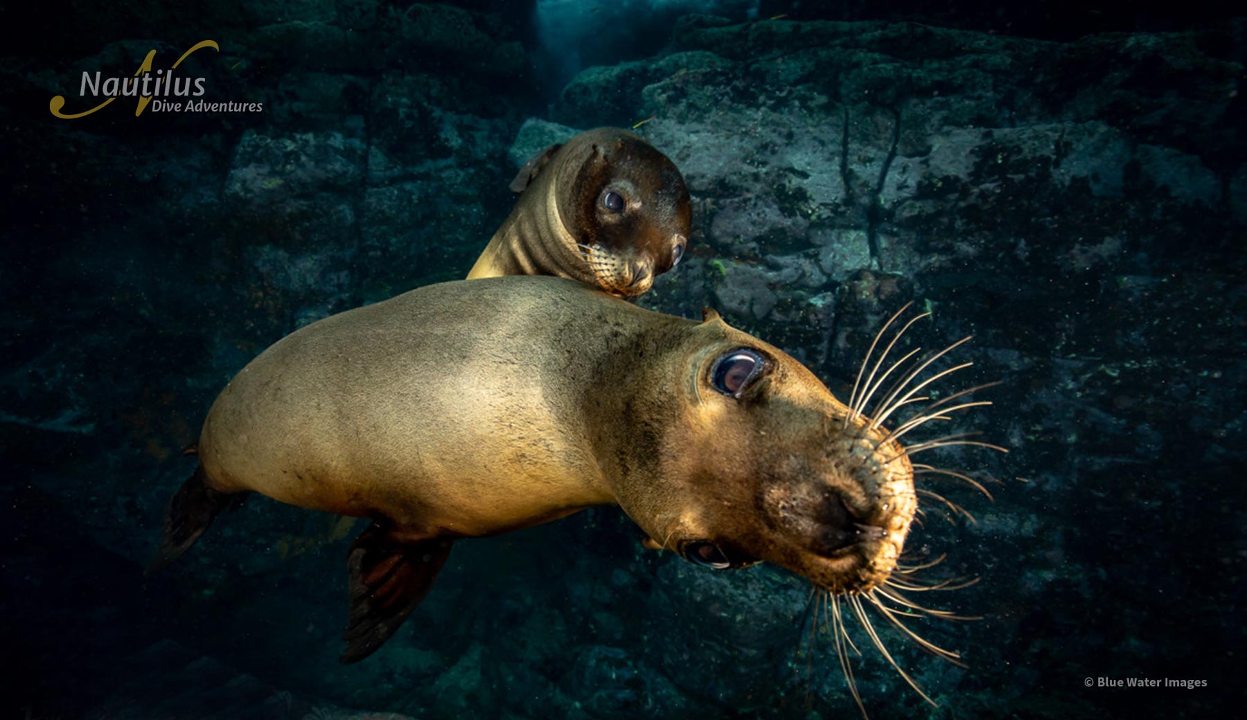 Friendly sea lions