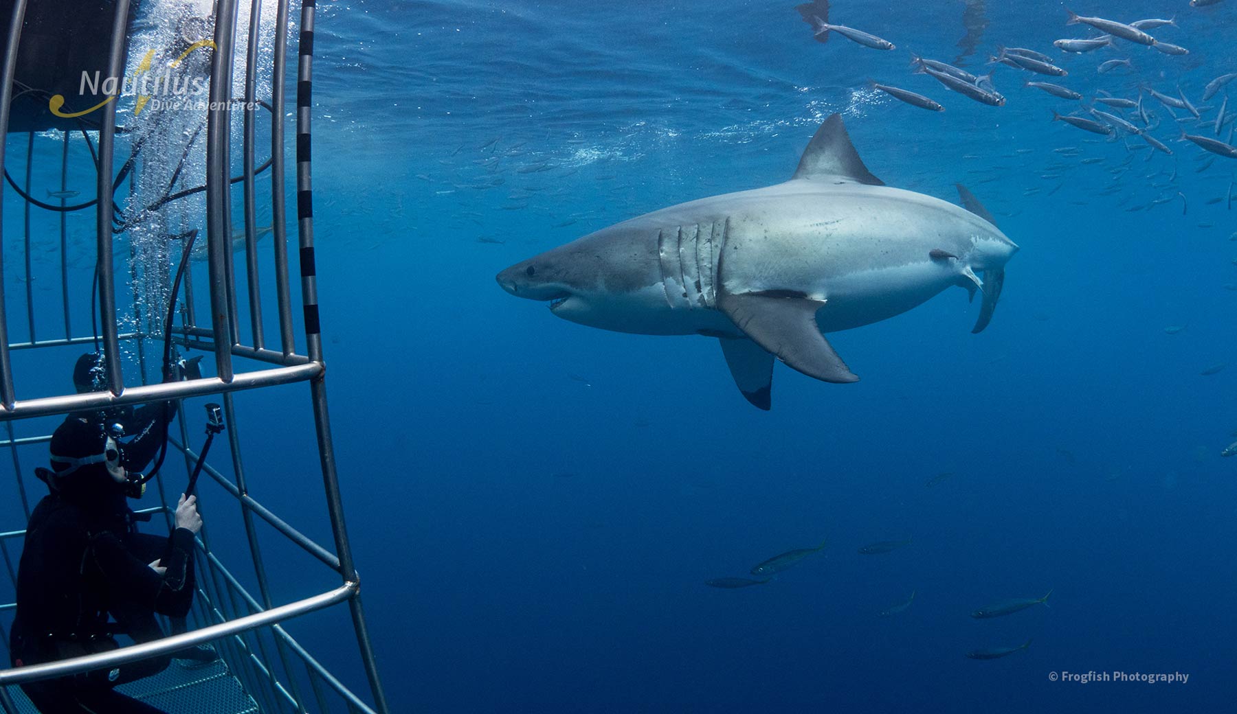 Great White Shark cage diving at Guadalupe Island - Nautilus Liveaboards