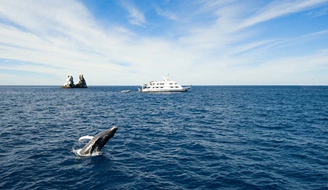 Humpack whale breaching at Roca Partida