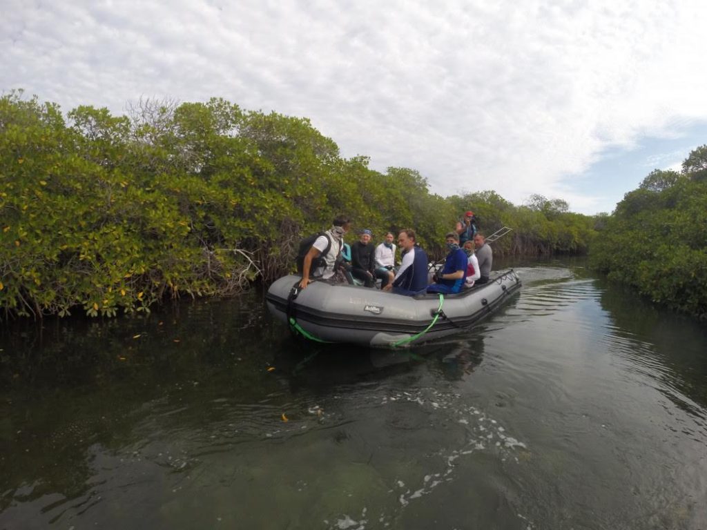 Mangrove, Sea of Cortez Mexico