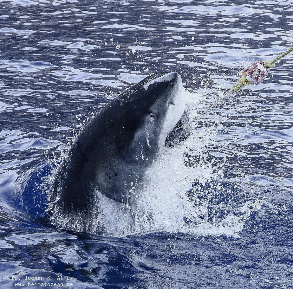 How Intelligent are Great White Sharks? Nautilus Adventures