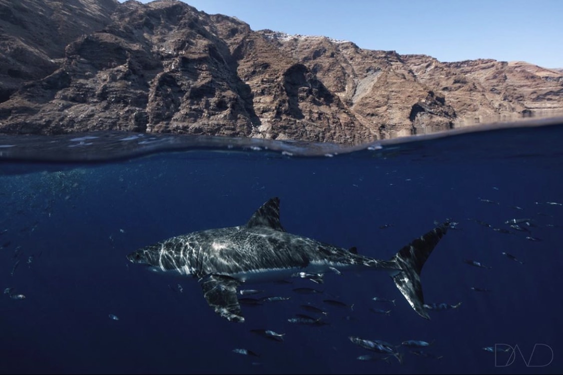 How Intelligent are Great White Sharks? - Nautilus Liveaboards