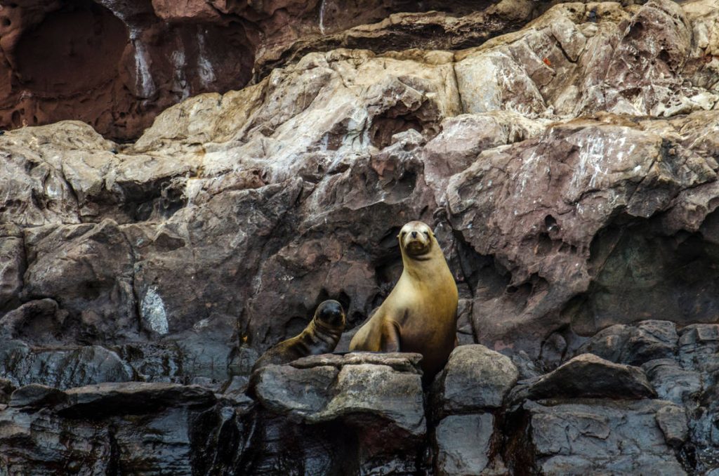 Guadalupe Fur Seal