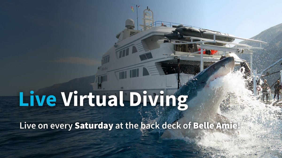 Live Virtual Diving