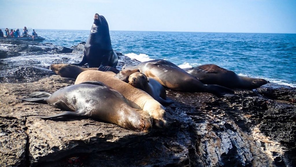 Harbour seals, After we saw Pacific white sided- dolphins