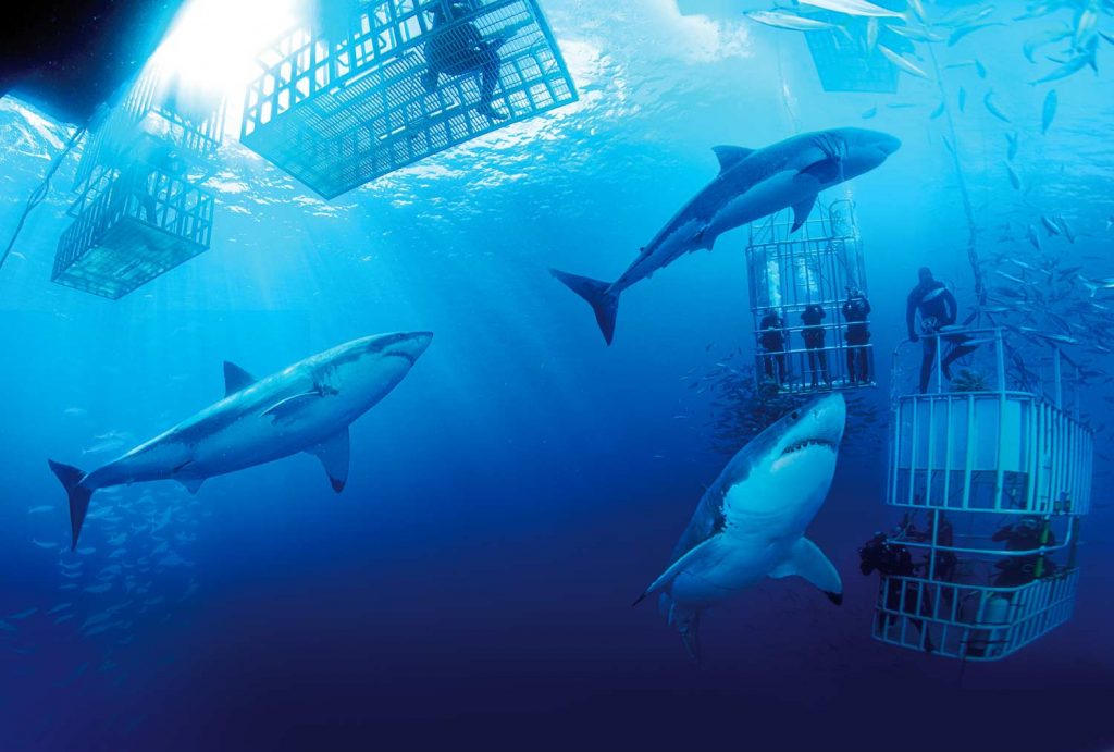 Shark cage diving, great whites swimming around the cages. 