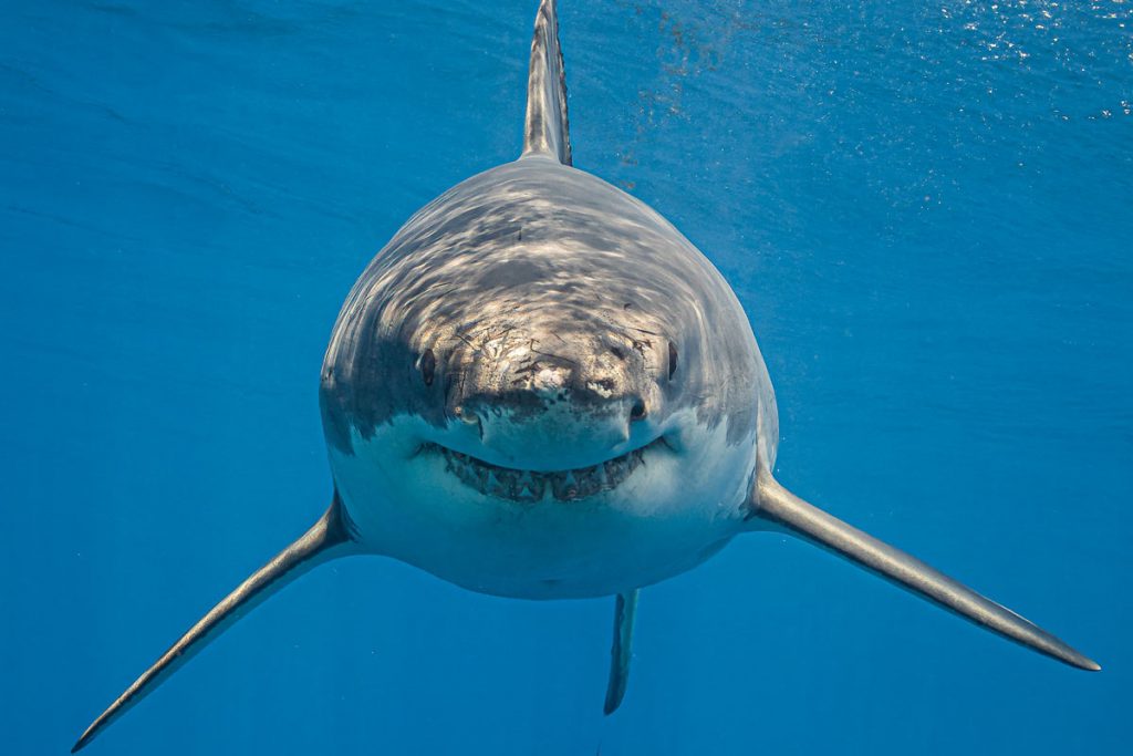 Great white shark facts Number 1