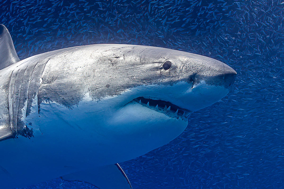 What is the color of great white sharks eyes?