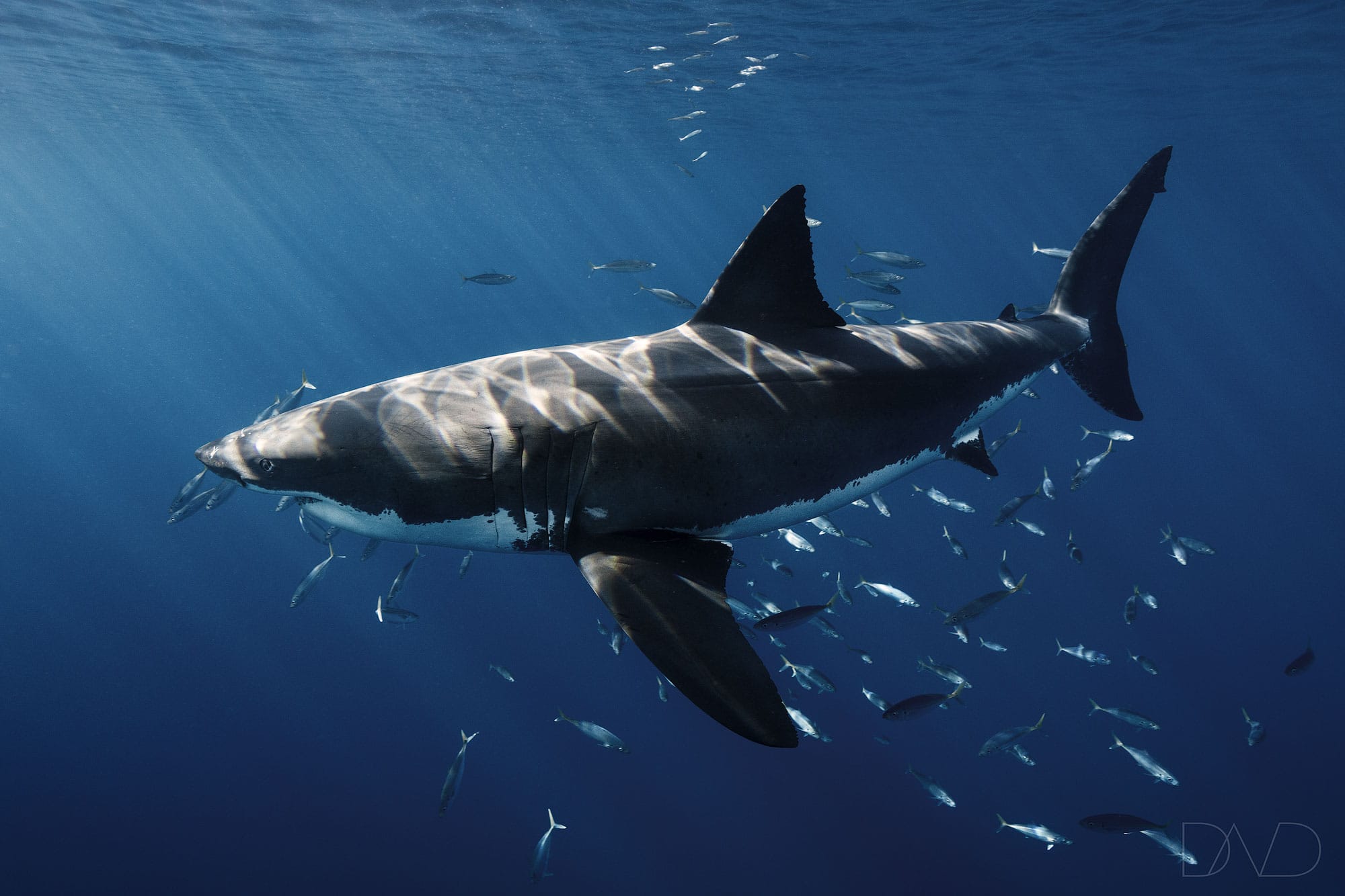 great white shark offspring