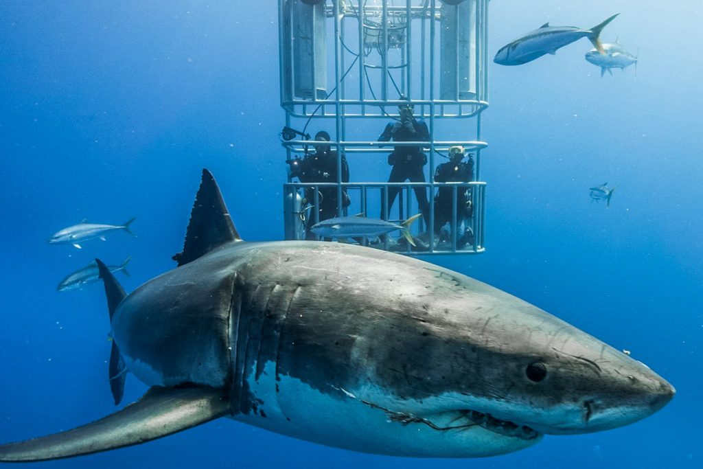 10 great white shark facts Nautilus Liveaboards