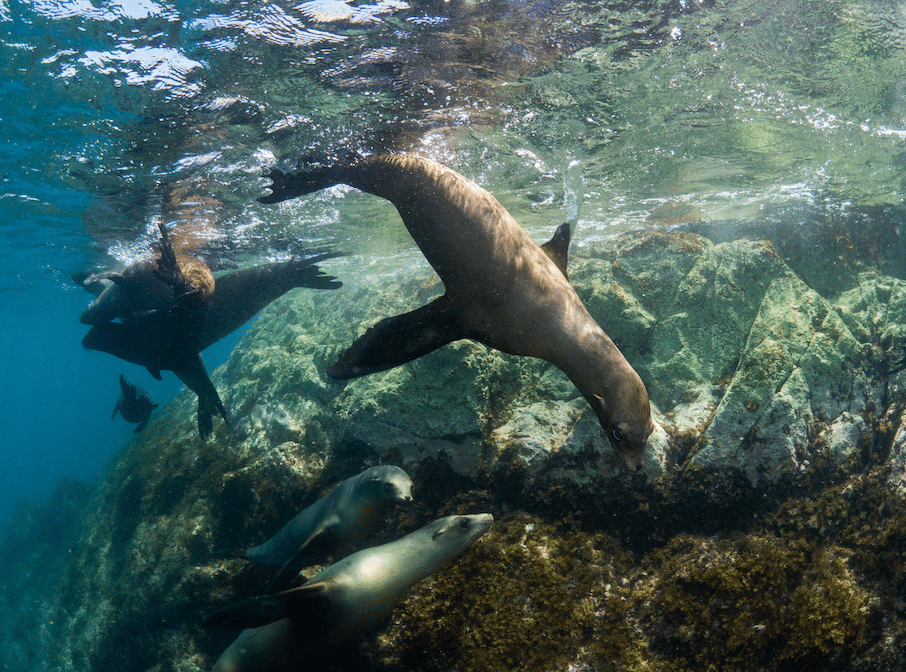 Sea lions at San Pedro Martir