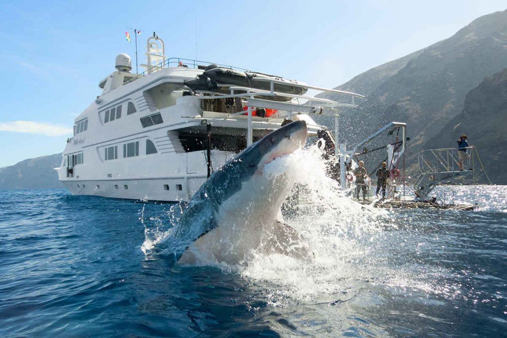 Great White Sharks are not always hungry