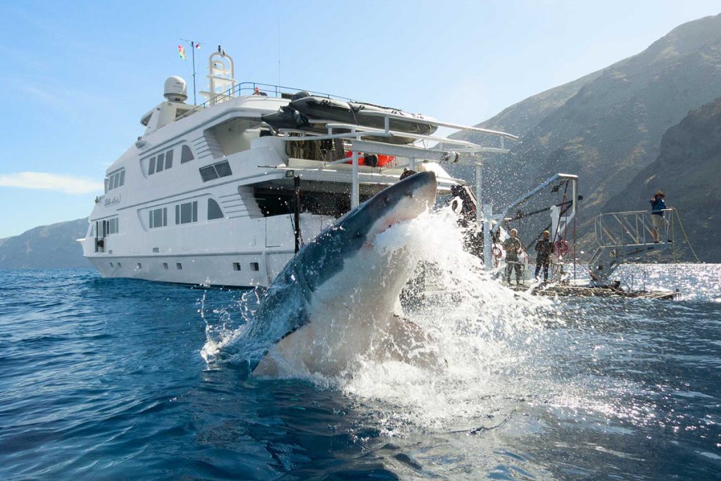 How the great white sharks really behave at Guadalupe Island?