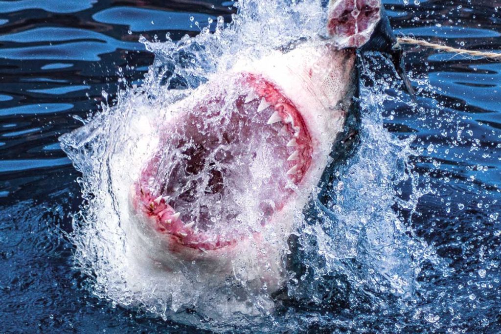 An insight about baby Great White Sharks - Nautilus Adventures