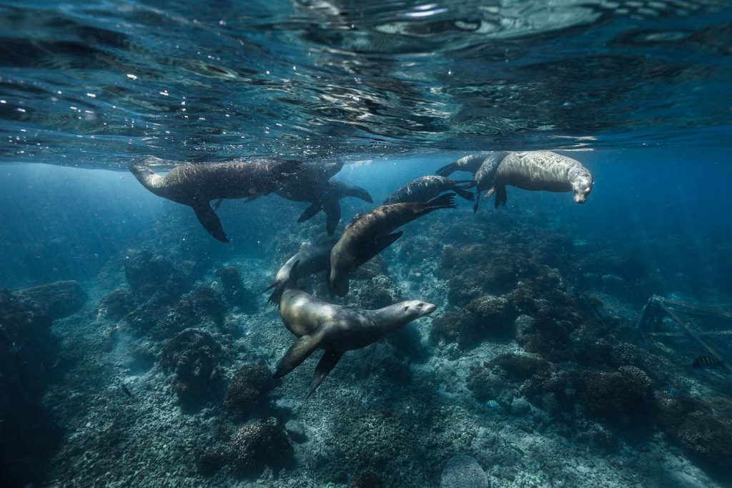 A group of sea lion swimming. 