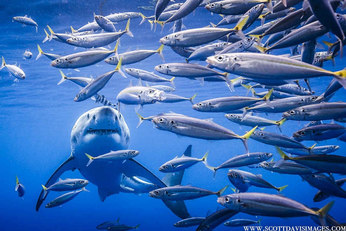 Great white sharks are in danger