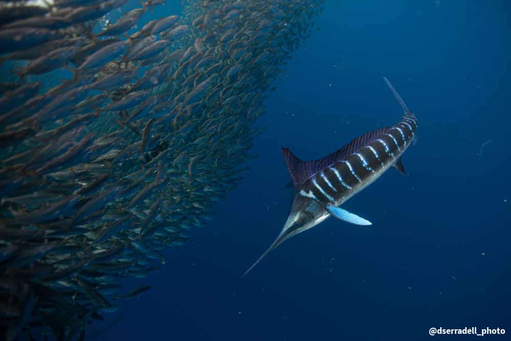 Striped marlin with School of Sardines