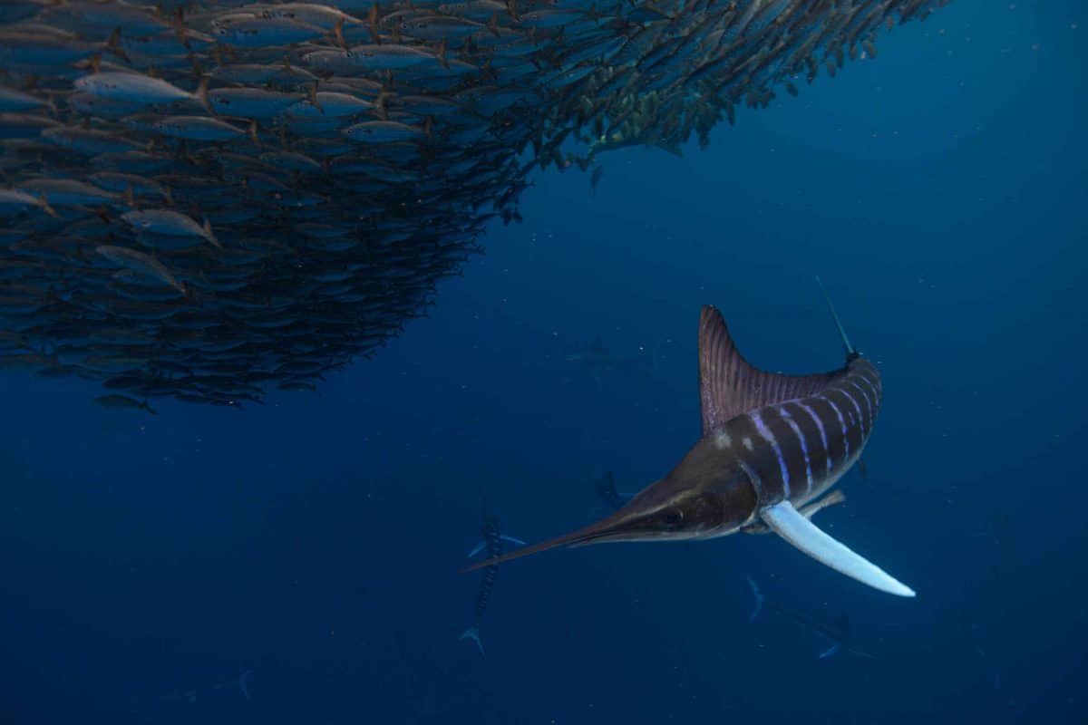 https://bajaexstag.wpengine.com/wp-content/uploads/2024/11/2024-11-Gray-Whale-LRG-1200x700.jpg.webp