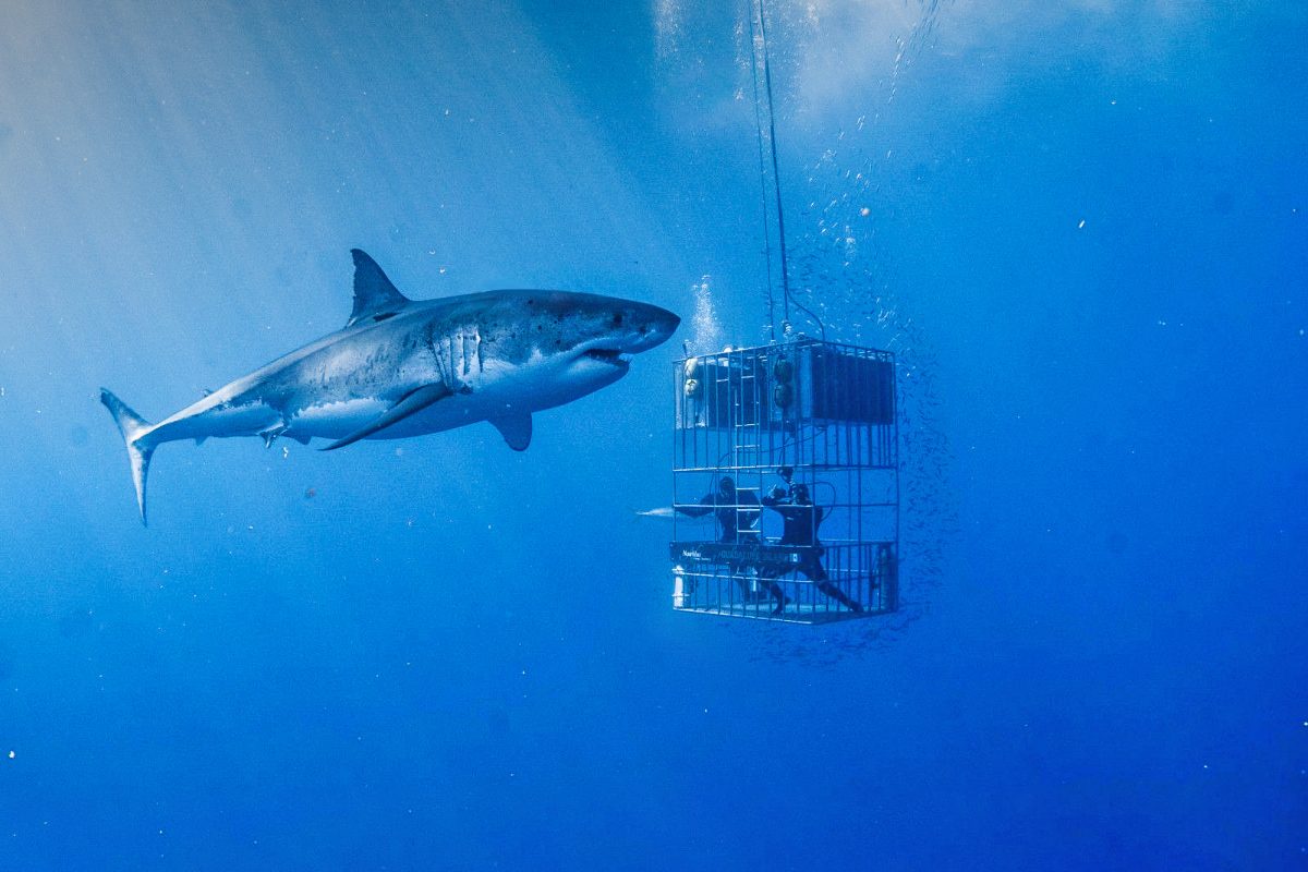Great White Shark cage diving at Guadalupe Island Nautilus Liveaboards