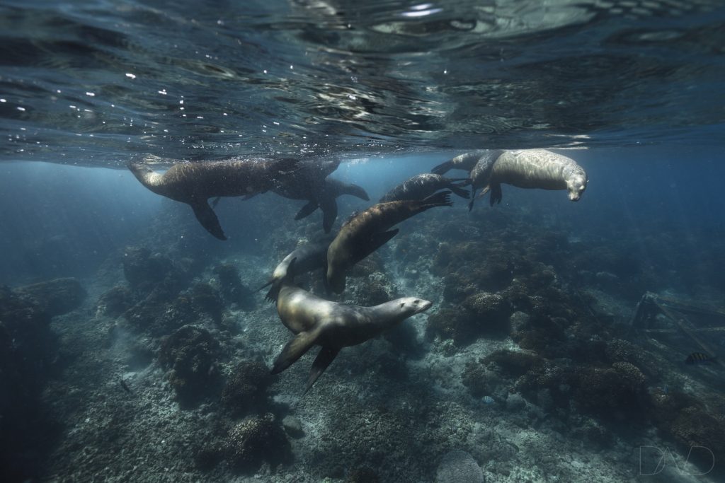 Isla Espiritu Santo and Los Islotes sea lions 