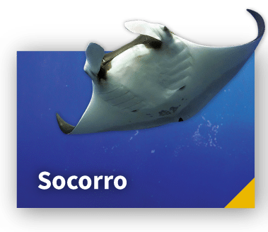 Liveaboard diving with Socorro Giant Manta