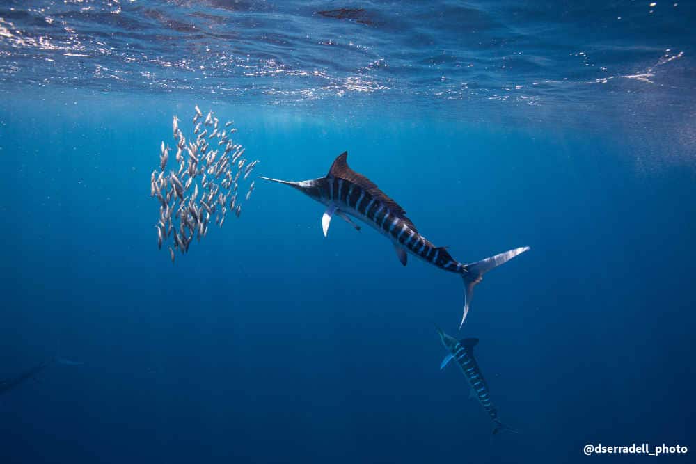 Striped Marlin chaising sardines