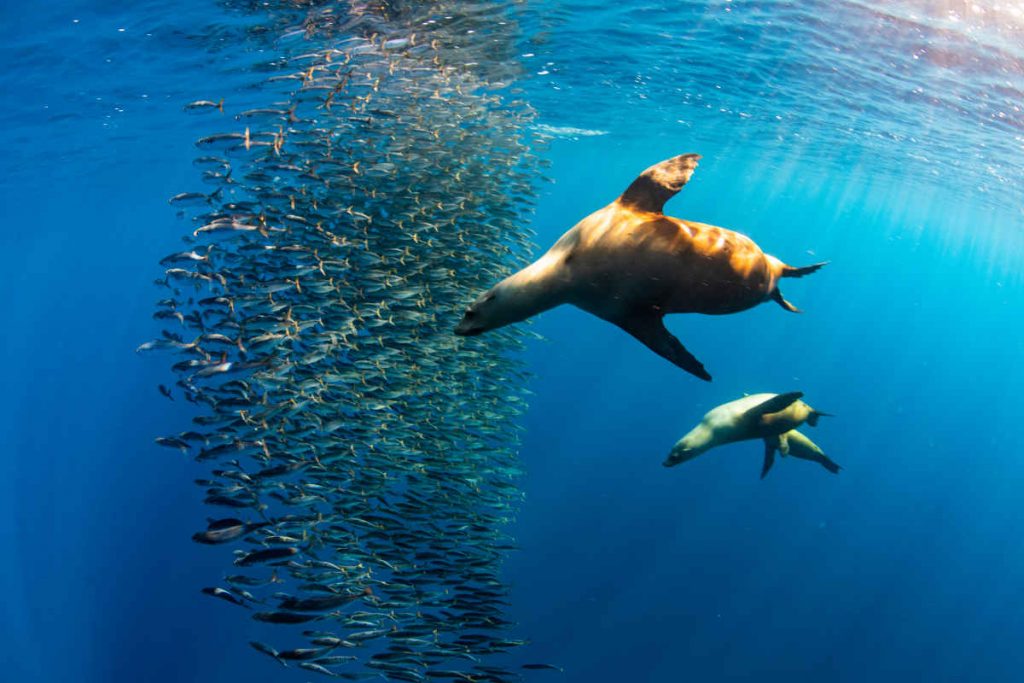 sardine run and sea lions