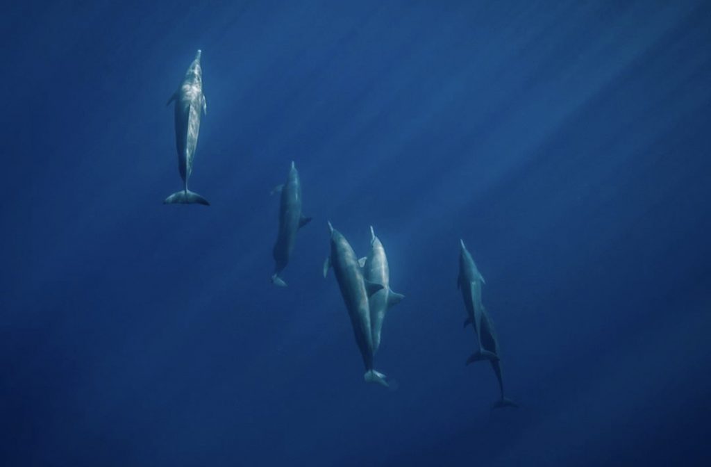 Pod of dolphins at magdalena
