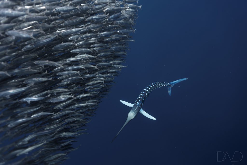 Striped marlin on the mexican sardine run