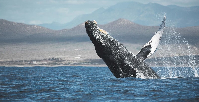 Whale watching in Cabo san Lucas