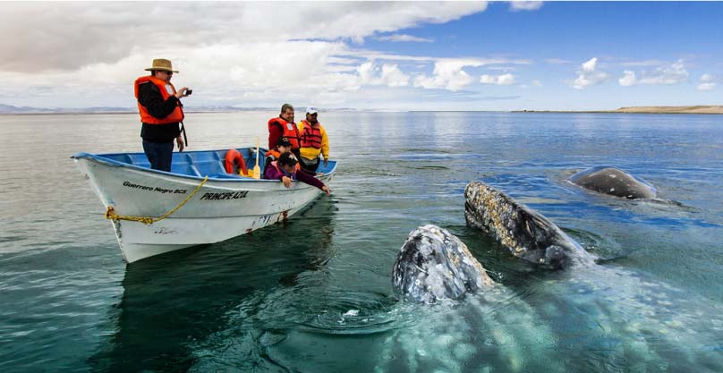 Sleep in a luxury glamping tent and pet a gray whale