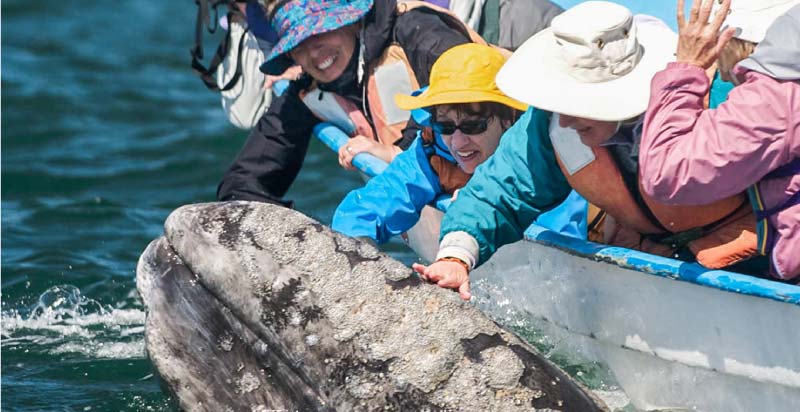 Baja California Grey Whales are super friendly
